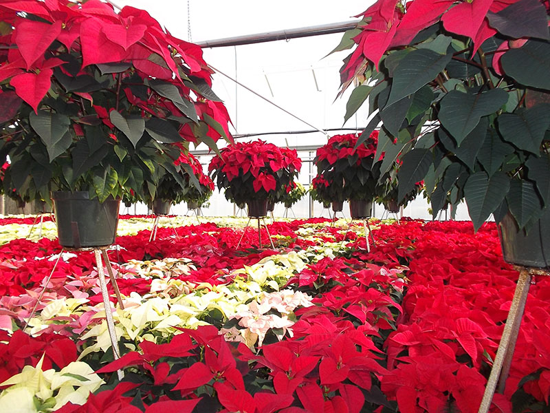 promocionpoinsettia