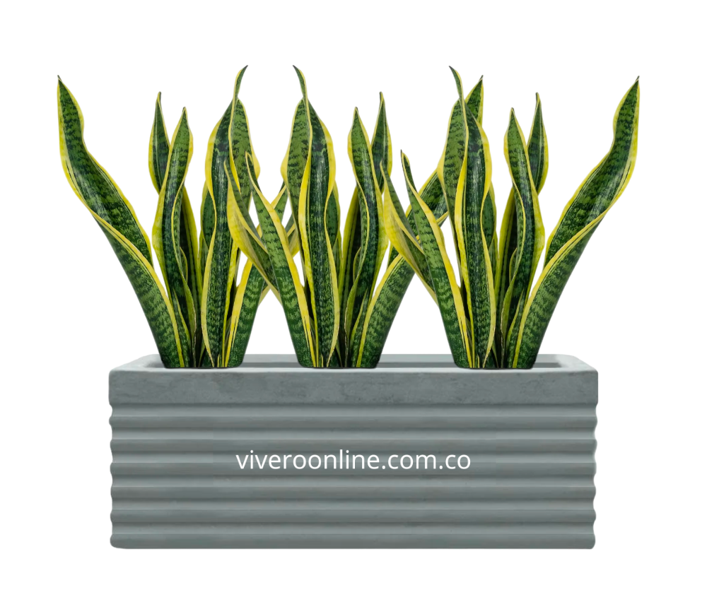 COMBO JARDINERA LENGUA SUEGRA