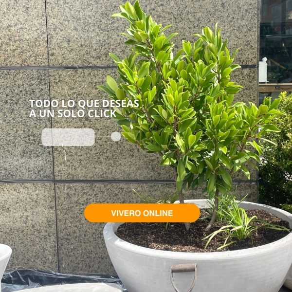 VIVEROBOGOTA